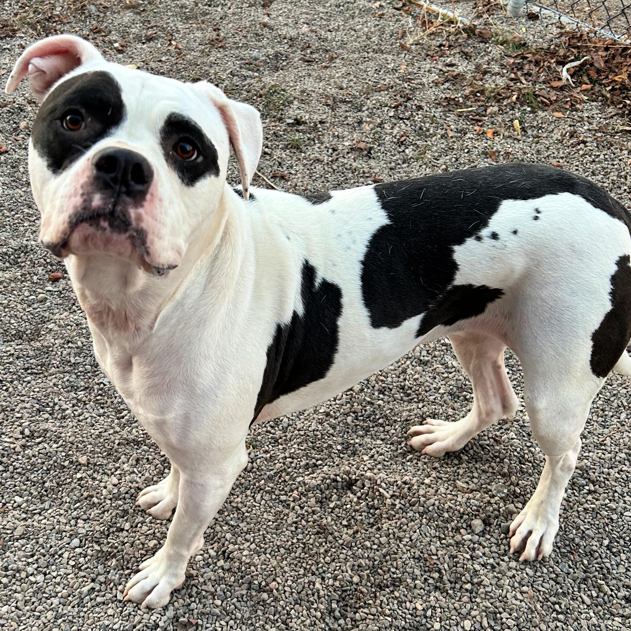 Isla, a ADOPTABLE mixed breed in Lindon, UT image 4/5