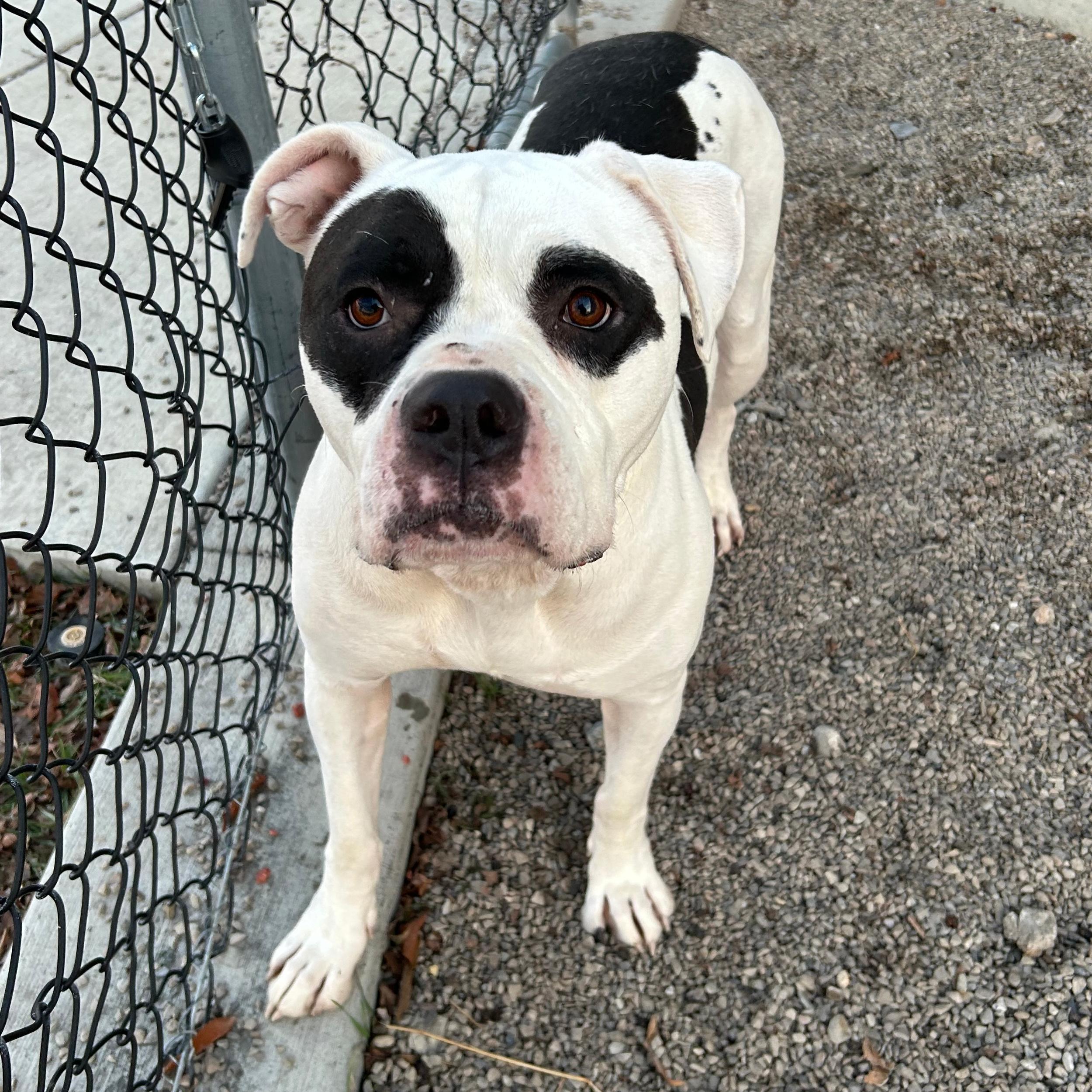 Isla, a ADOPTABLE mixed breed in Lindon, UT image 3/5