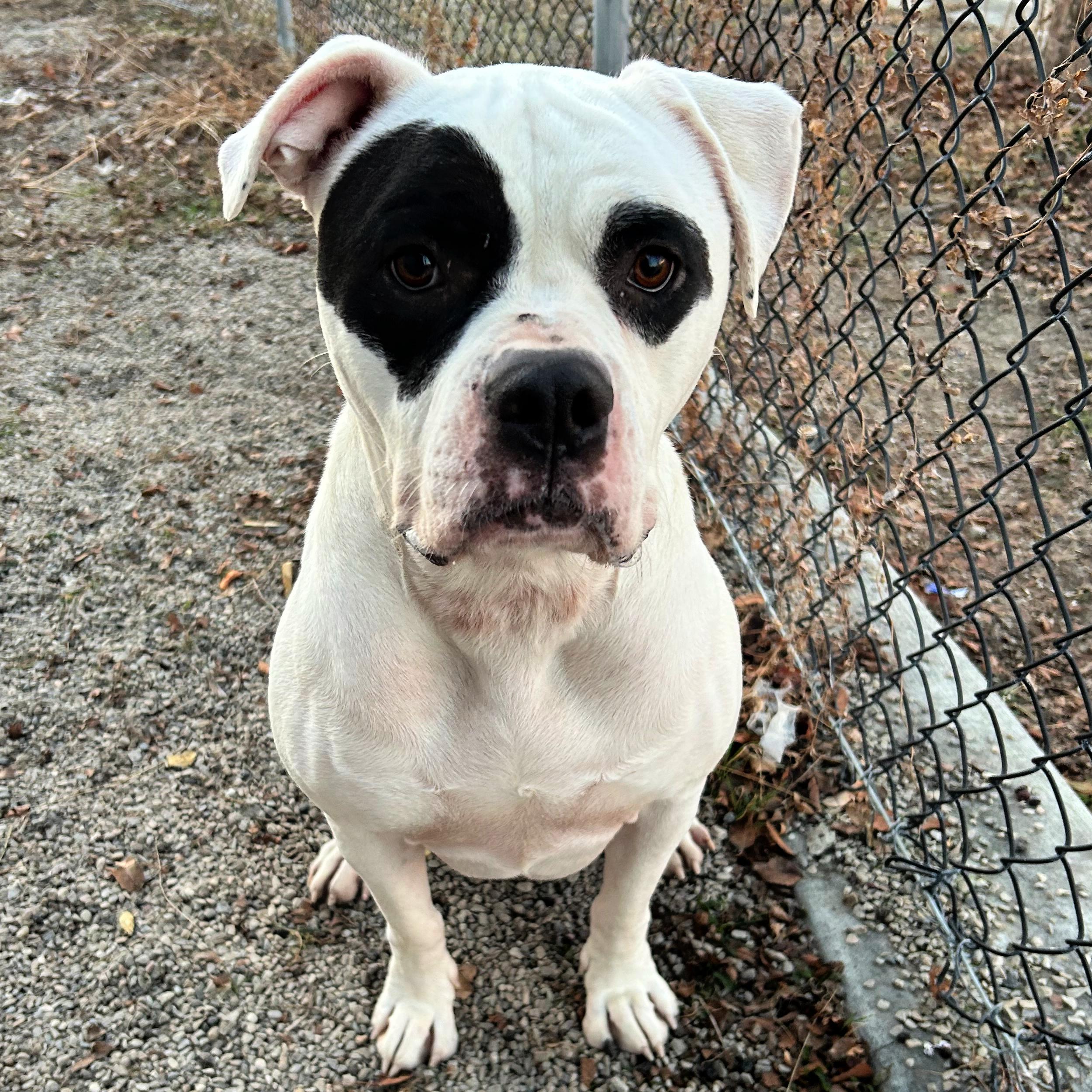 Isla, a ADOPTABLE mixed breed in Lindon, UT image 1/5