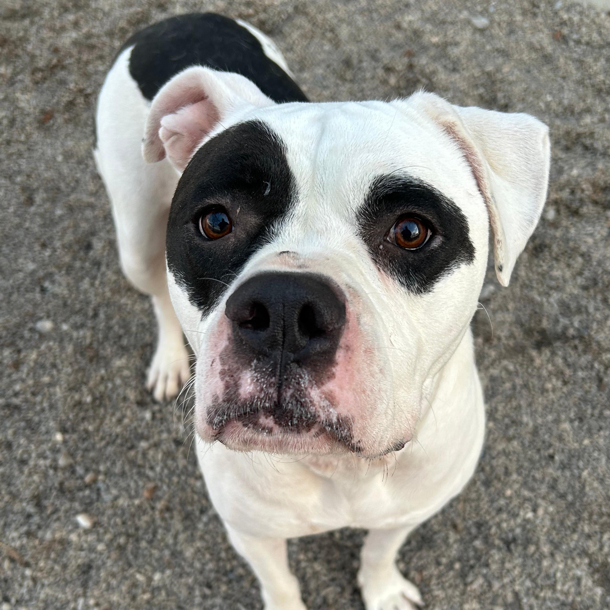 Isla, a ADOPTABLE mixed breed in Lindon, UT image 5/5