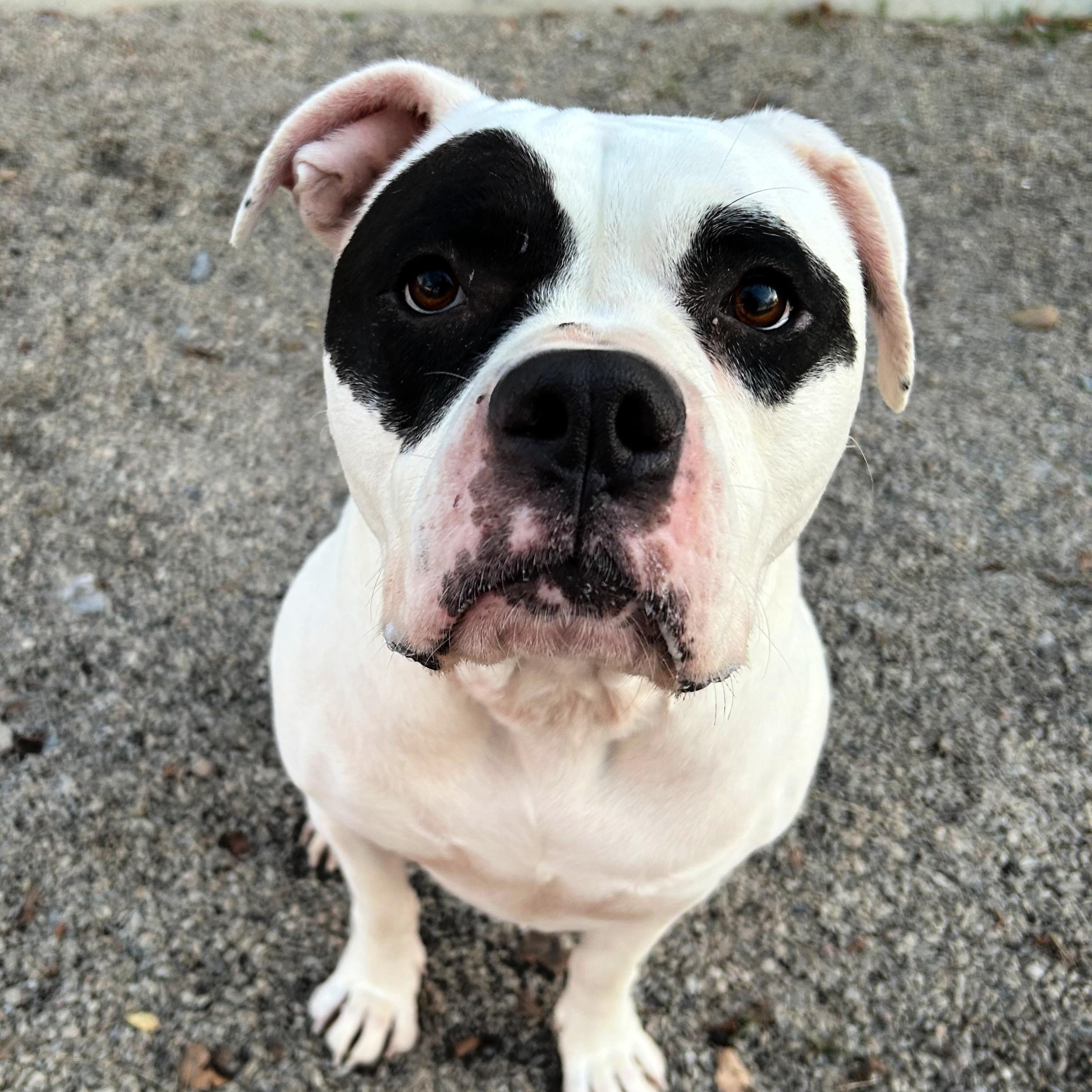 Isla, a ADOPTABLE mixed breed in Lindon, UT image 2/5