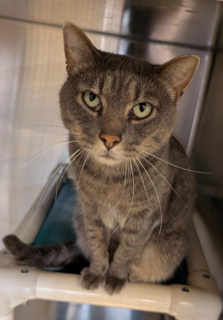 Collie, Adoptable, Young Male Domestic Short Hair.