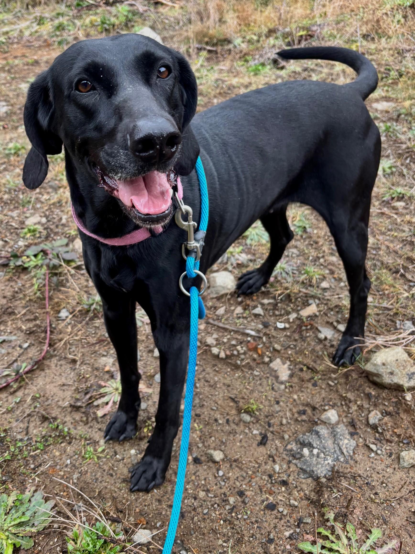 Mavis, ADOPTABLE, Adult Female Hound & German Shorthaired Pointer.