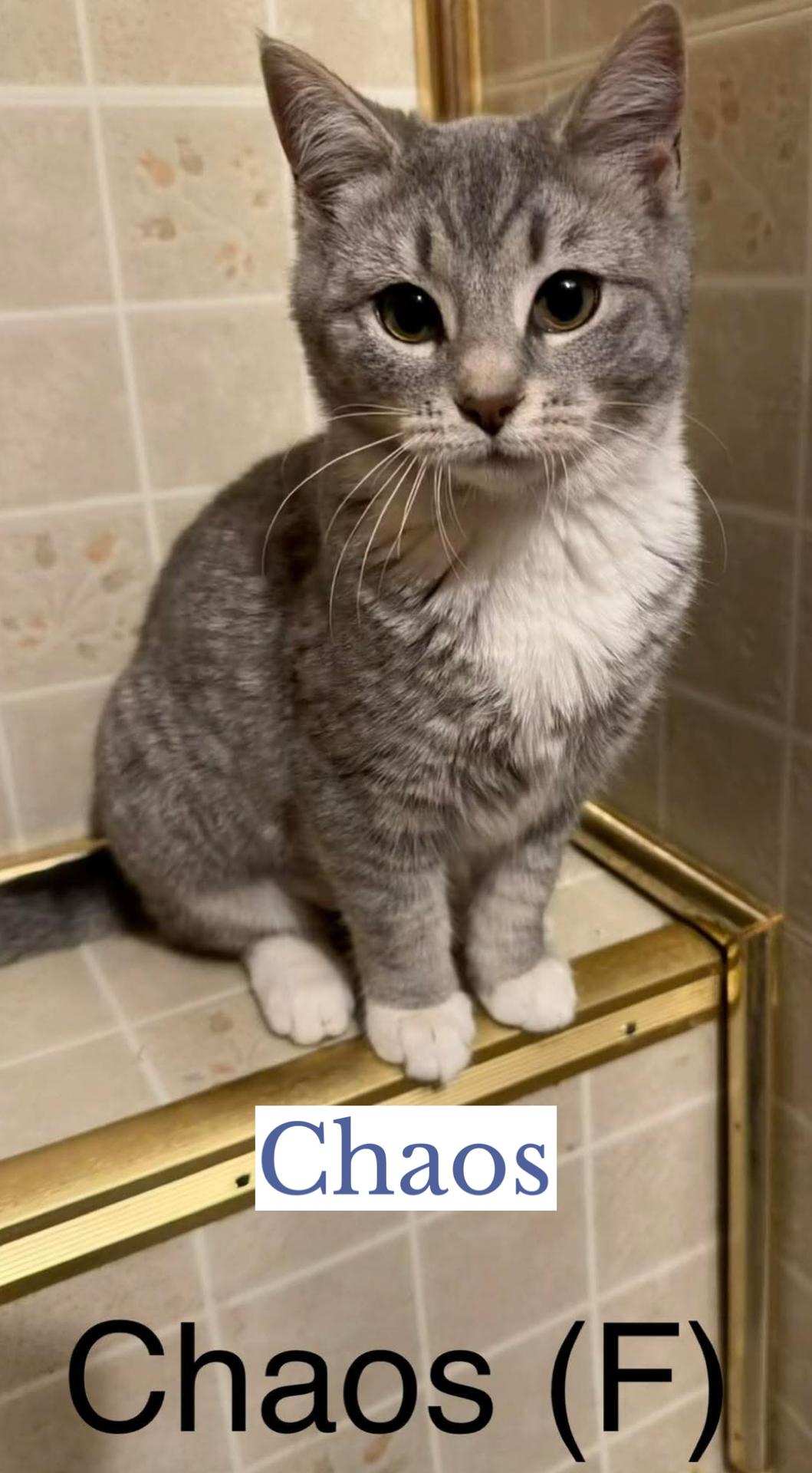 Enlarge Chaos, an adopted Domestic Short Hair in Berkeley Springs, WV image 4/4