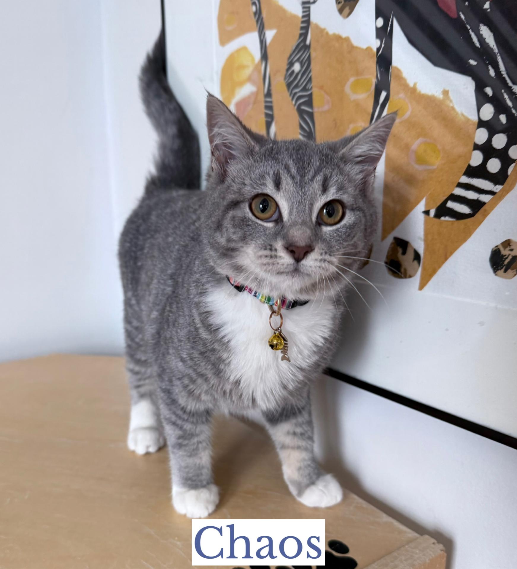 Enlarge Chaos, an adopted Domestic Short Hair in Berkeley Springs, WV image 1/4