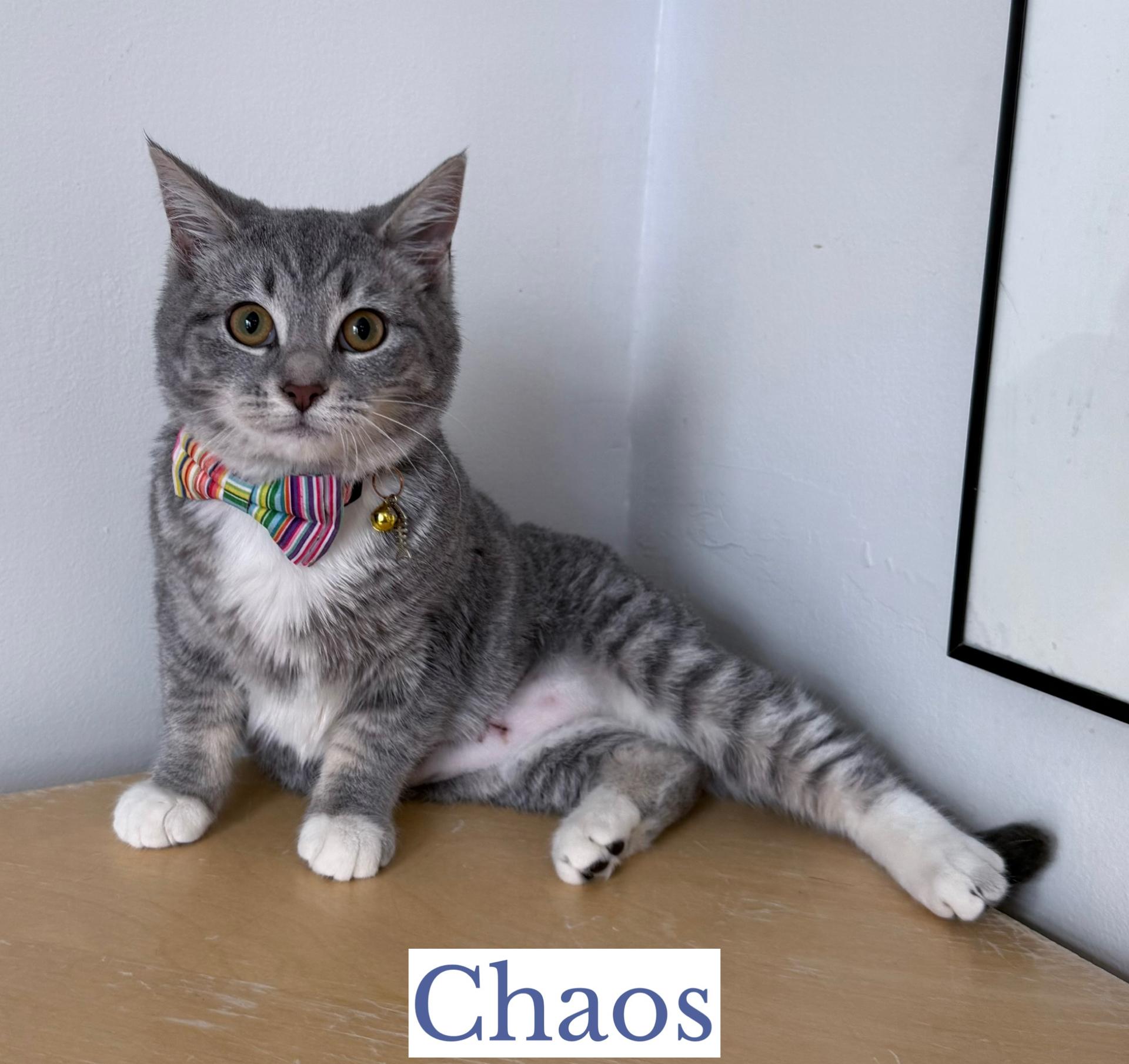 Enlarge Chaos, an adopted Domestic Short Hair in Berkeley Springs, WV image 2/4