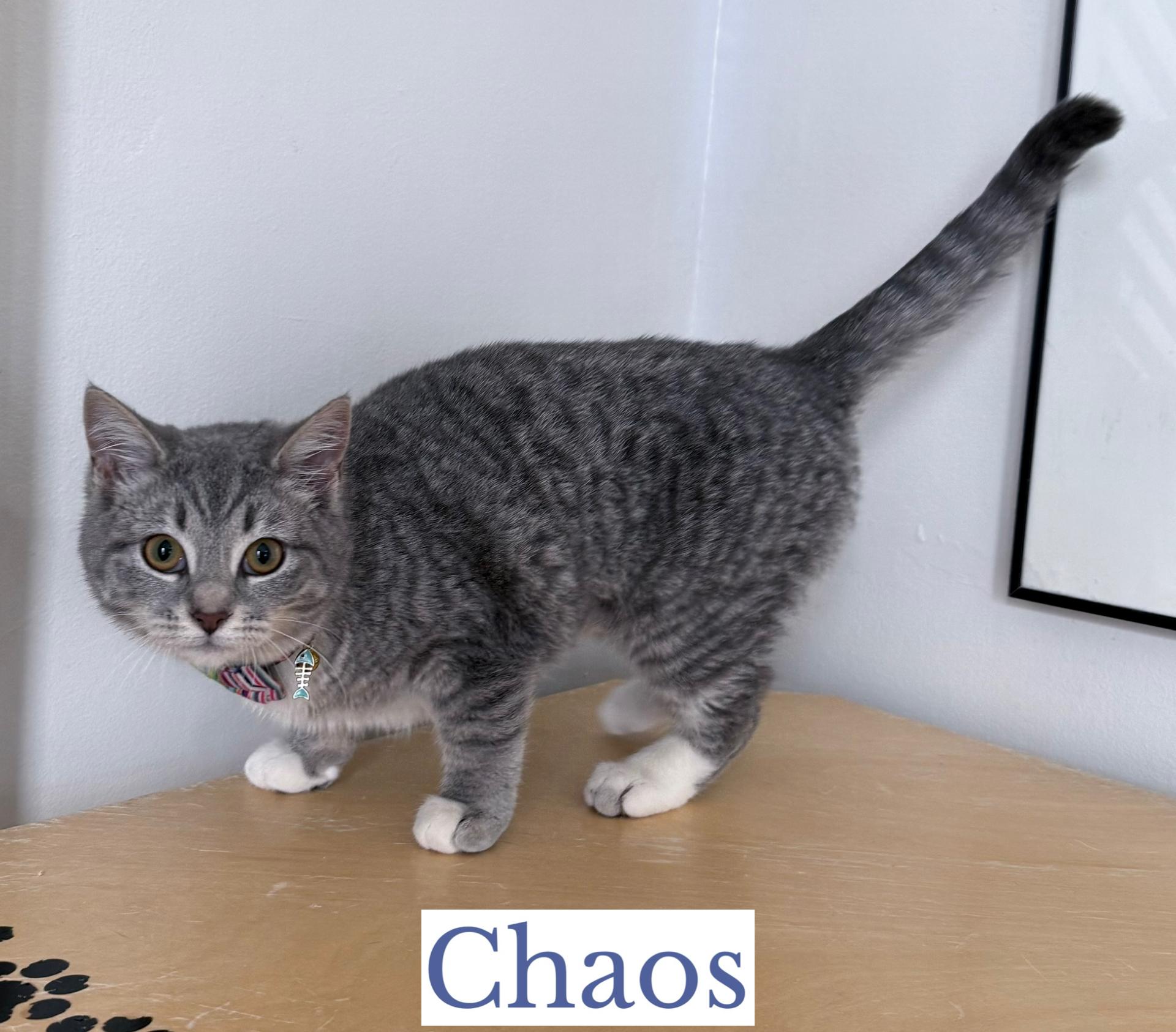 Enlarge Chaos, an adopted Domestic Short Hair in Berkeley Springs, WV image 3/4