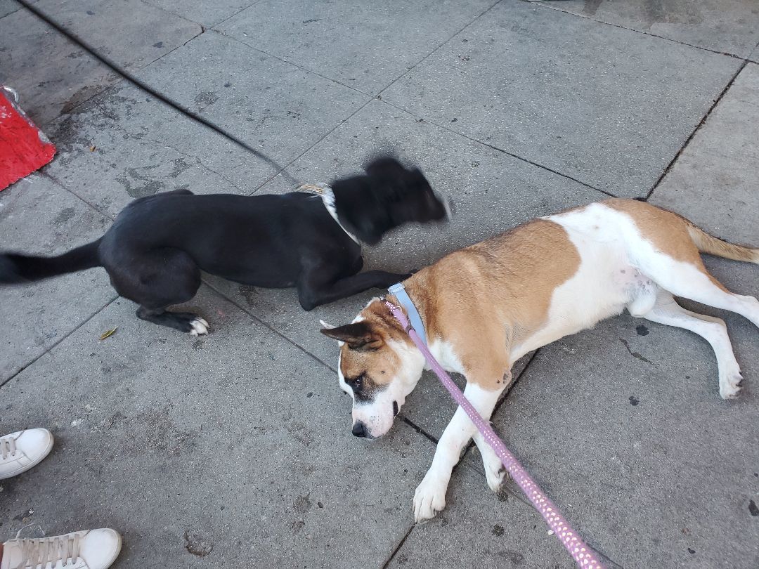 Enlarge Bud's Buddy Friend!, a Adopted Boxer in Manhattan Beach, CA image 1/6