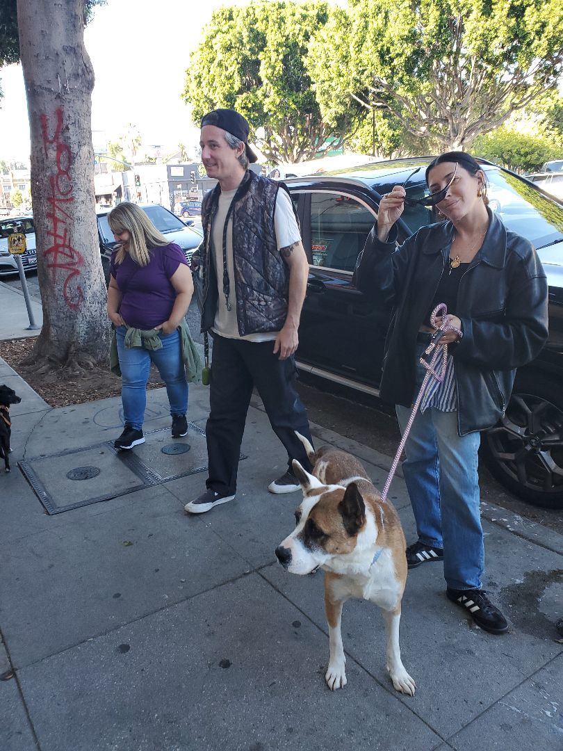 Enlarge Bud's Buddy Friend!, a Adopted Boxer in Manhattan Beach, CA image 3/6