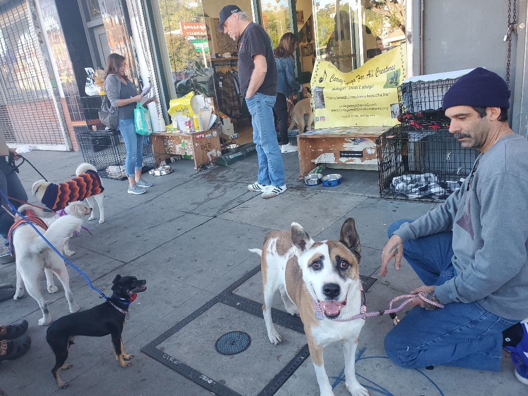 Enlarge Bud's Buddy Friend!, a Adopted Boxer in Manhattan Beach, CA image 4/6