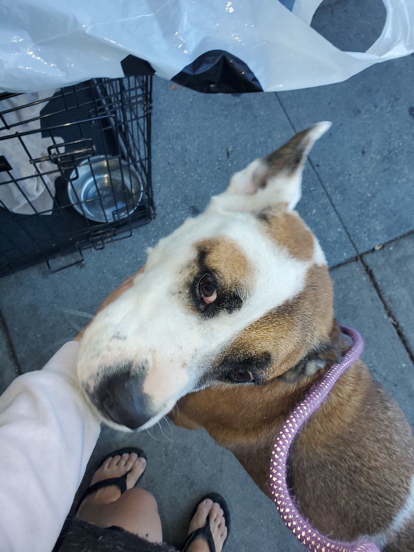 Enlarge Bud's Buddy Friend!, a Adopted Boxer in Manhattan Beach, CA image 5/6