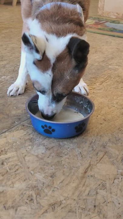 Enlarge Bud's Buddy Friend!, a Adopted Boxer in Manhattan Beach, CA video 6/6