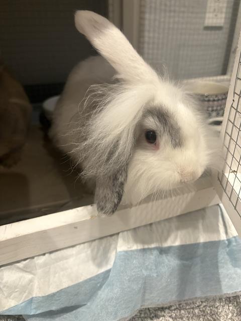 ORI, Adoptable, Baby Female Bunny Rabbit.