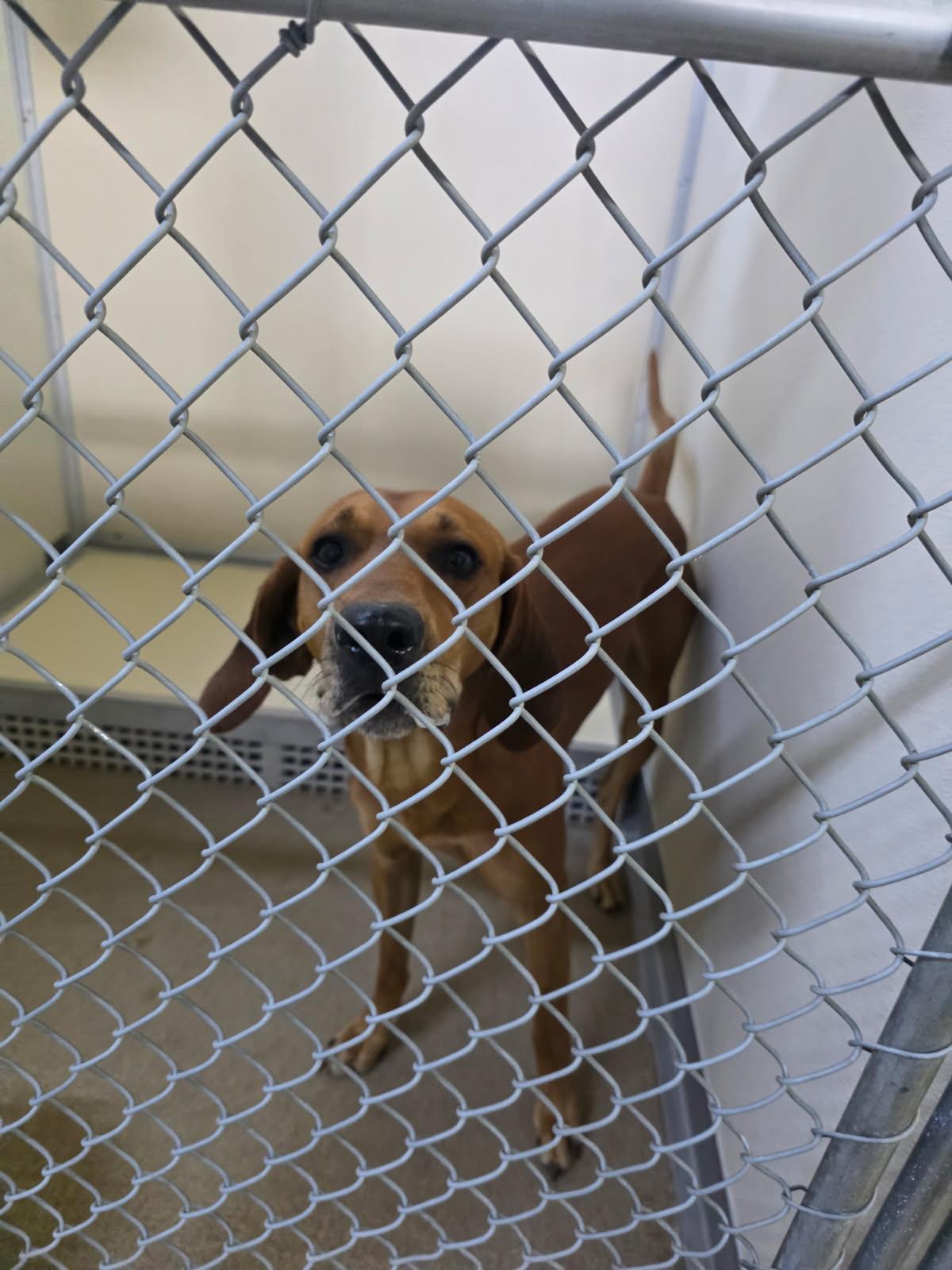 Buddy, ADOPTABLE, Adult Male Coonhound.