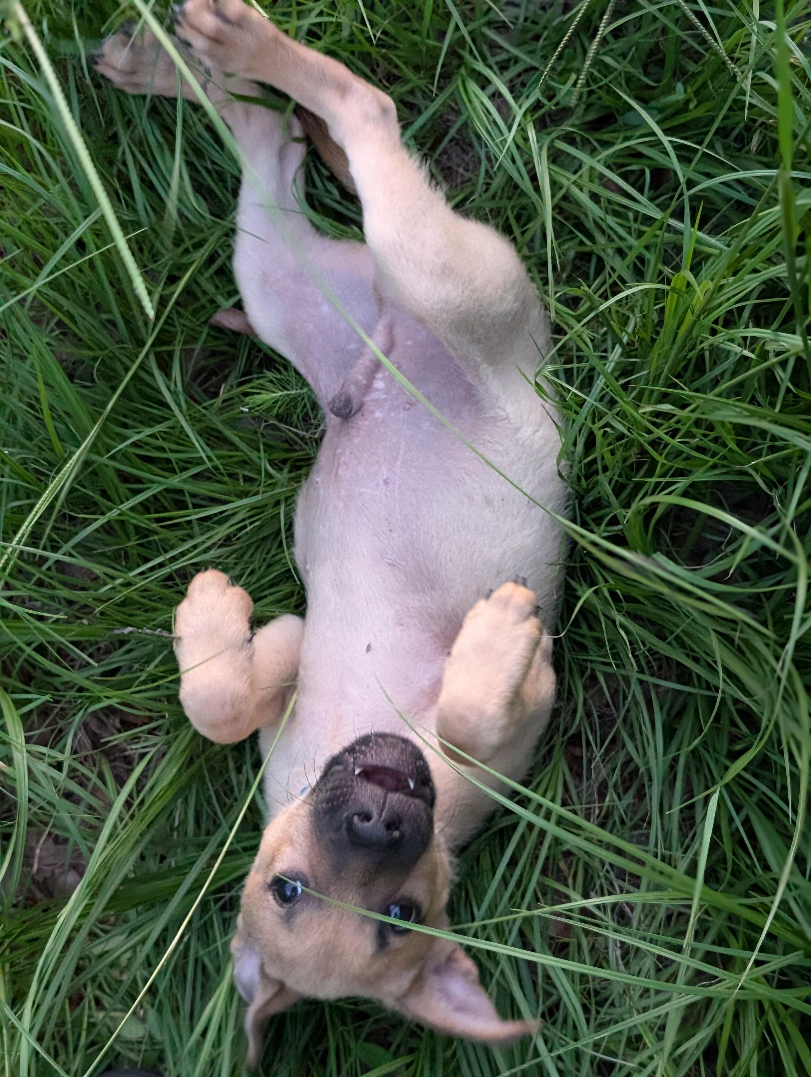 Charlie, an adopted mixed breed in Bloomingdale, GA image 2/5