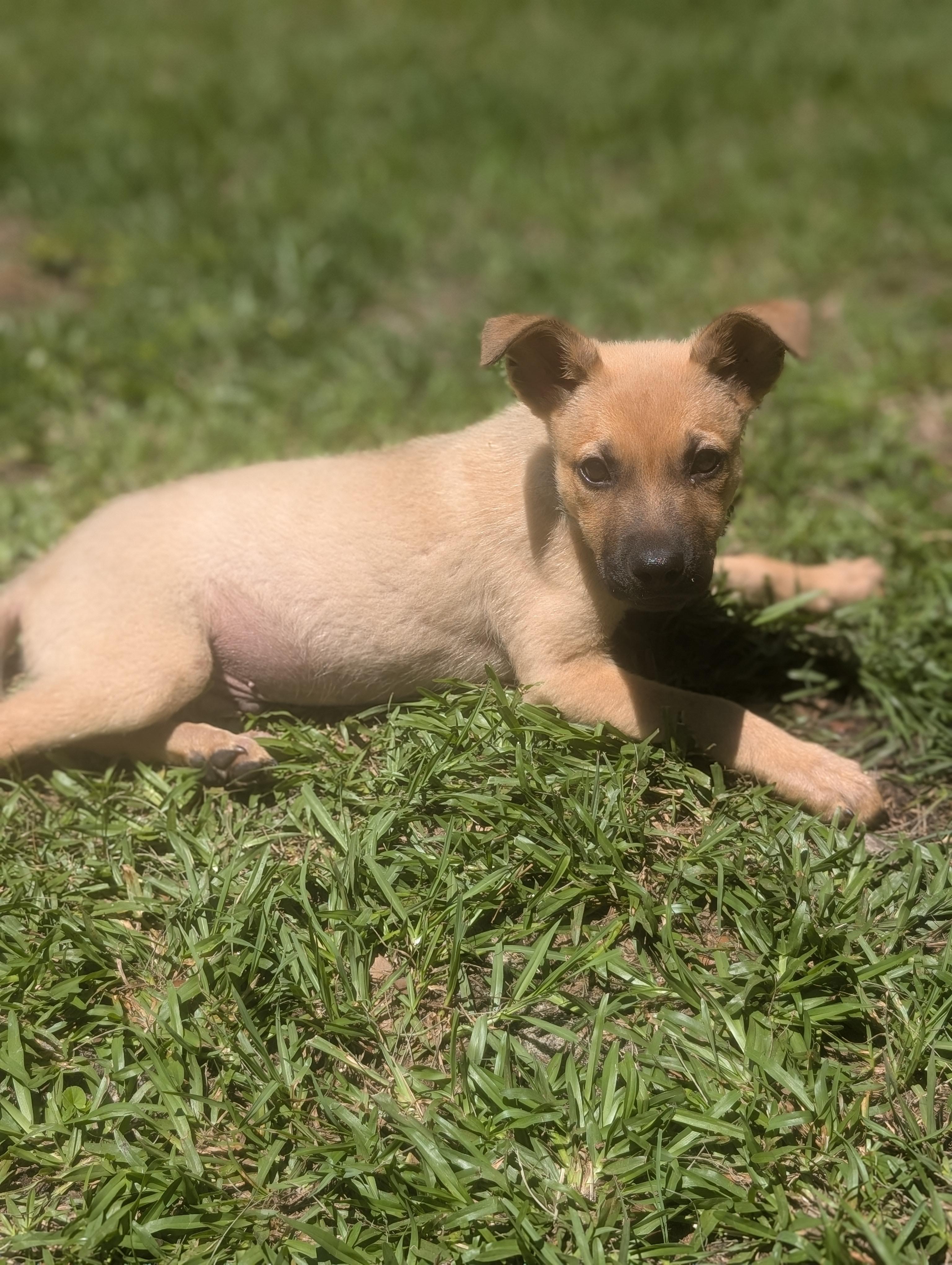 Charlie, an adopted mixed breed in Bloomingdale, GA image 3/5