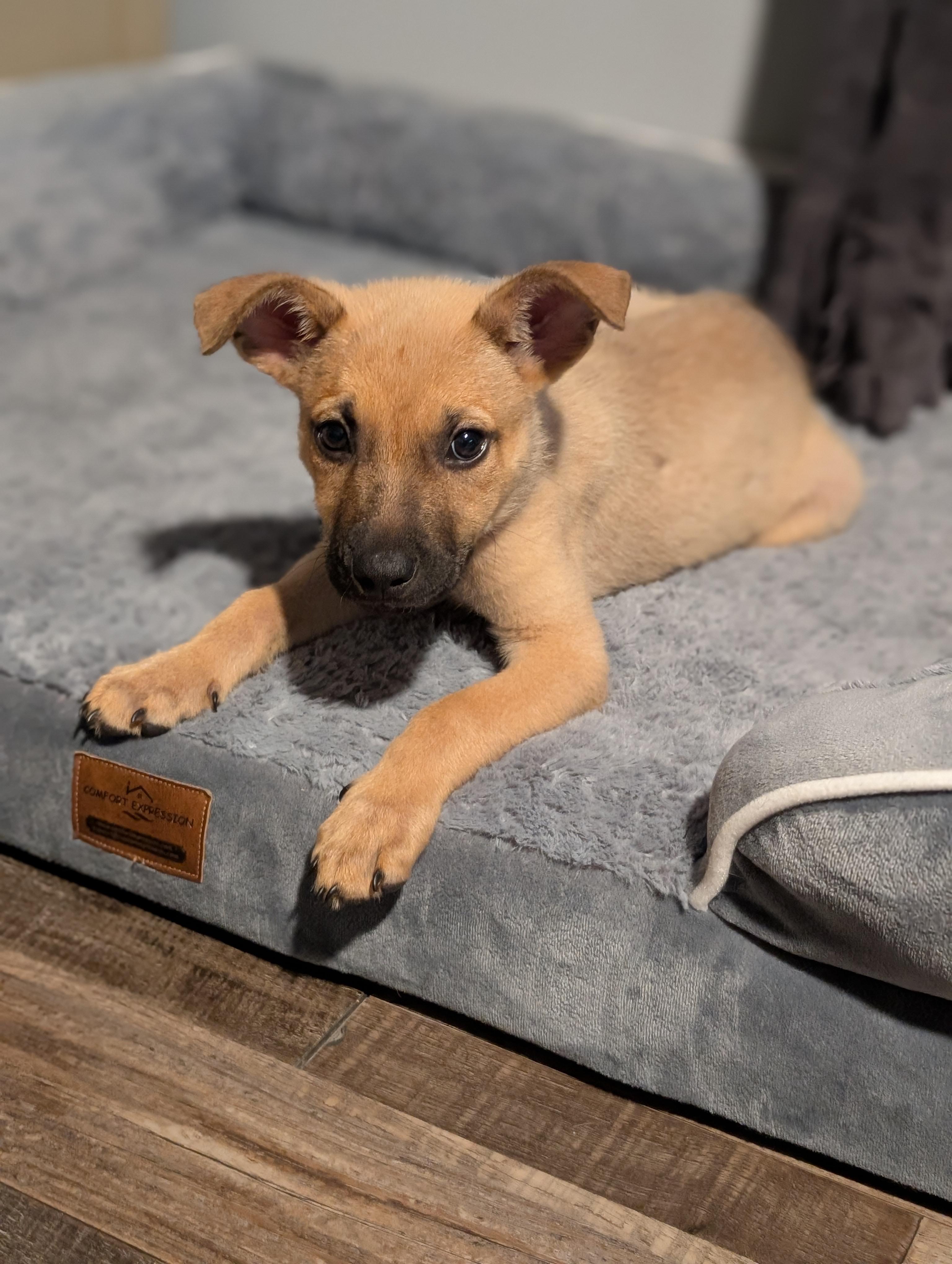 Charlie, an adopted mixed breed in Bloomingdale, GA image 5/5