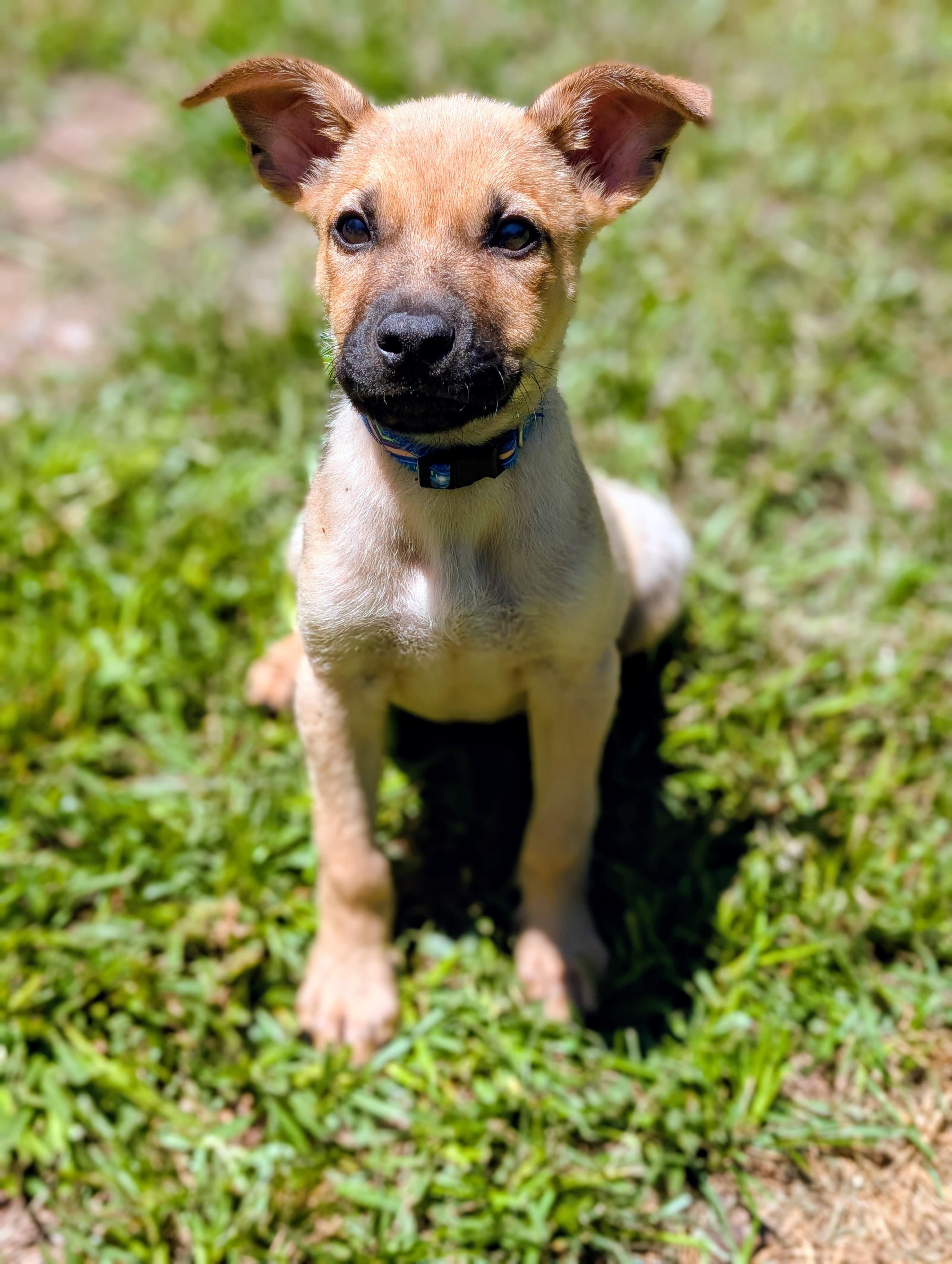 Charlie, adopted, Puppy Male German Shepherd Dog & Foxhound.