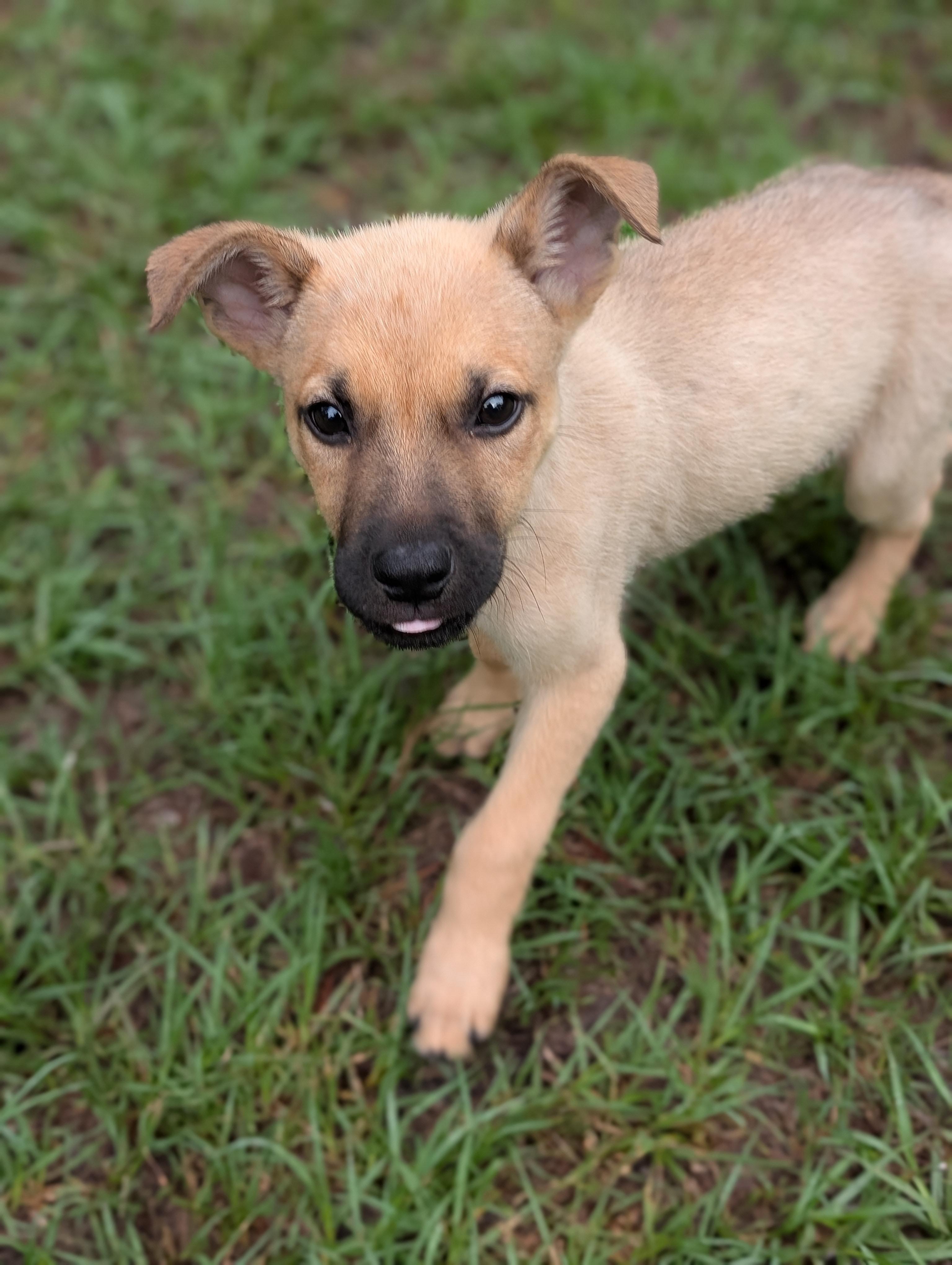 Charlie, an adopted mixed breed in Bloomingdale, GA image 4/5