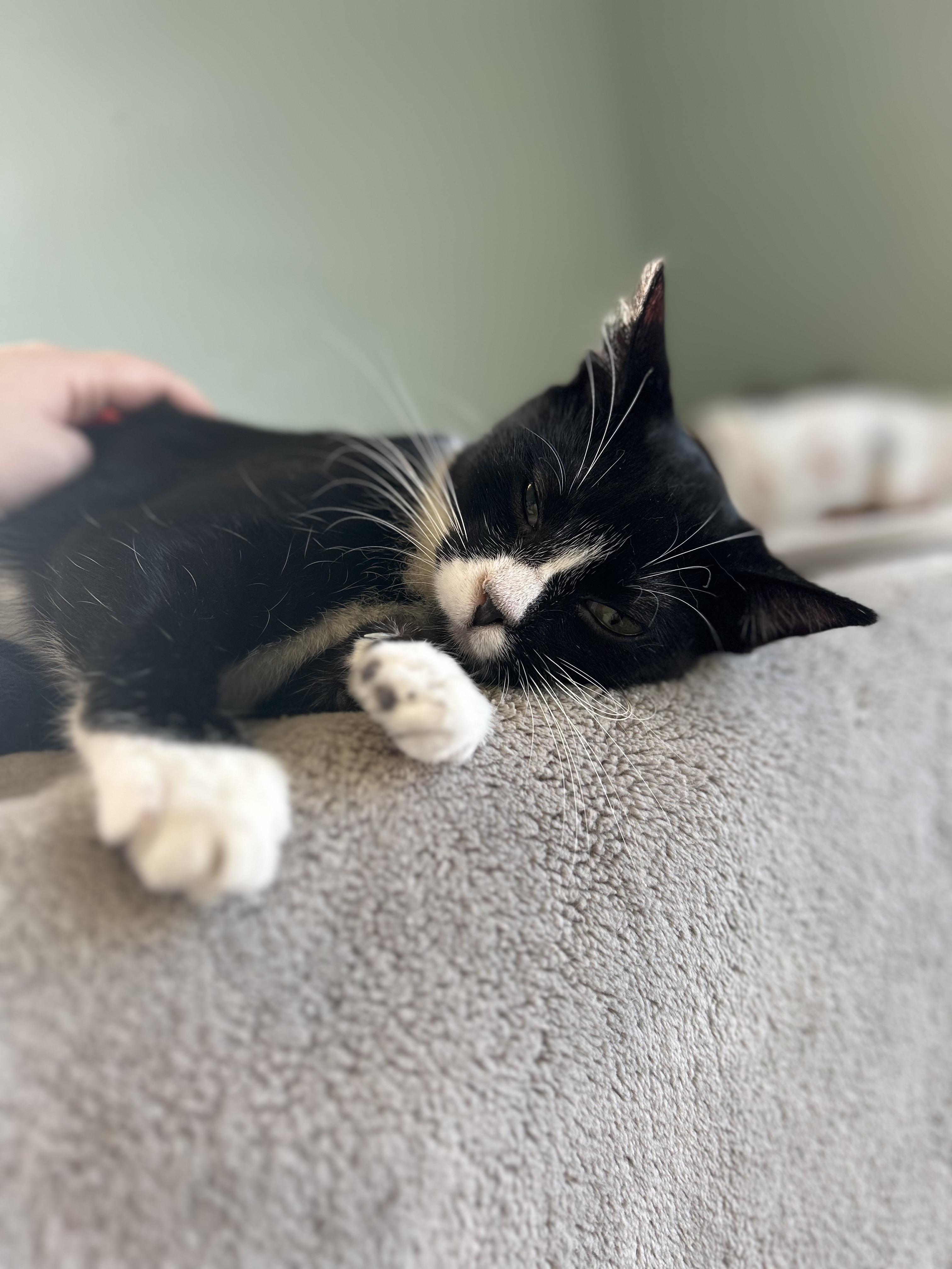 Bunny, a ADOPTABLE Domestic Short Hair in Orange, CA image 6/6