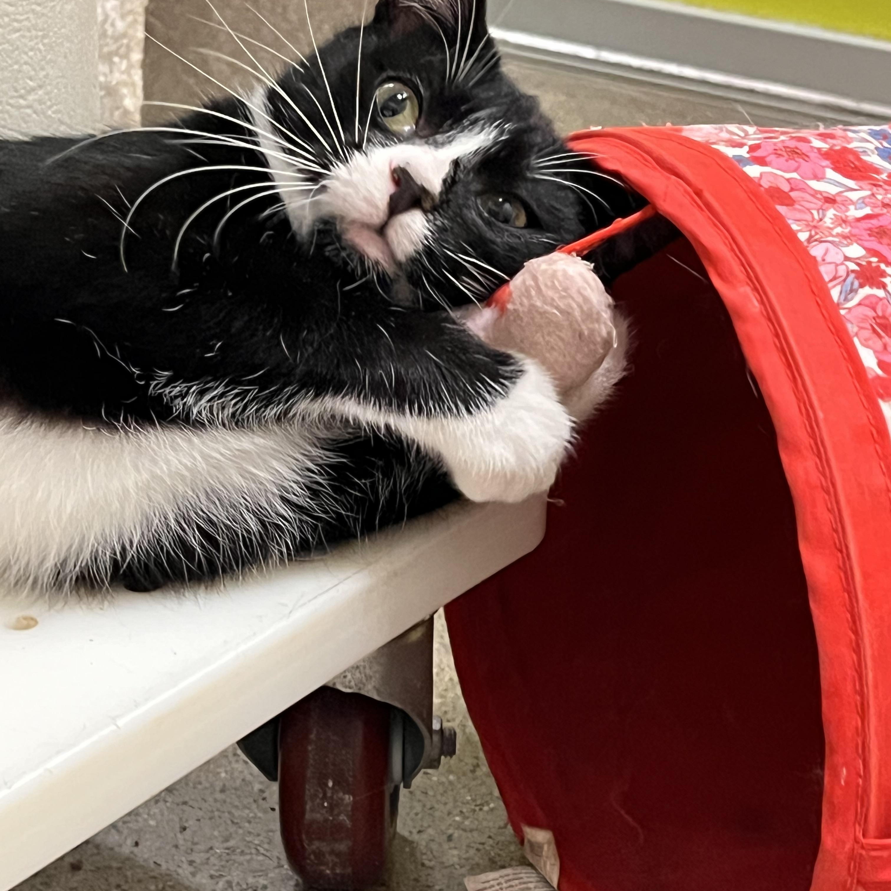 Bunny, a ADOPTABLE Domestic Short Hair in Orange, CA image 5/6