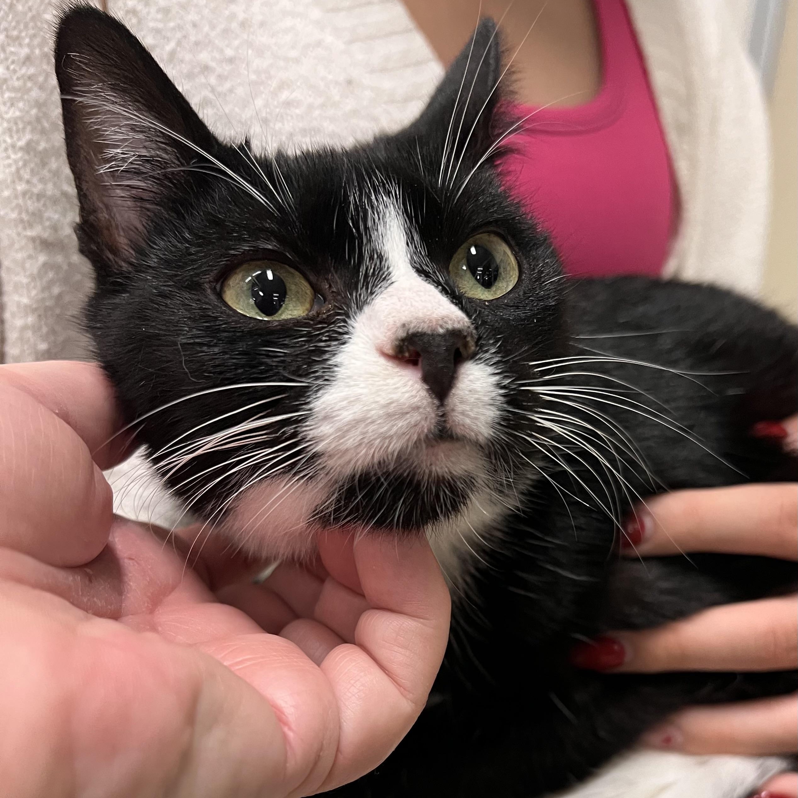 Bunny, a ADOPTABLE Domestic Short Hair in Orange, CA image 2/6
