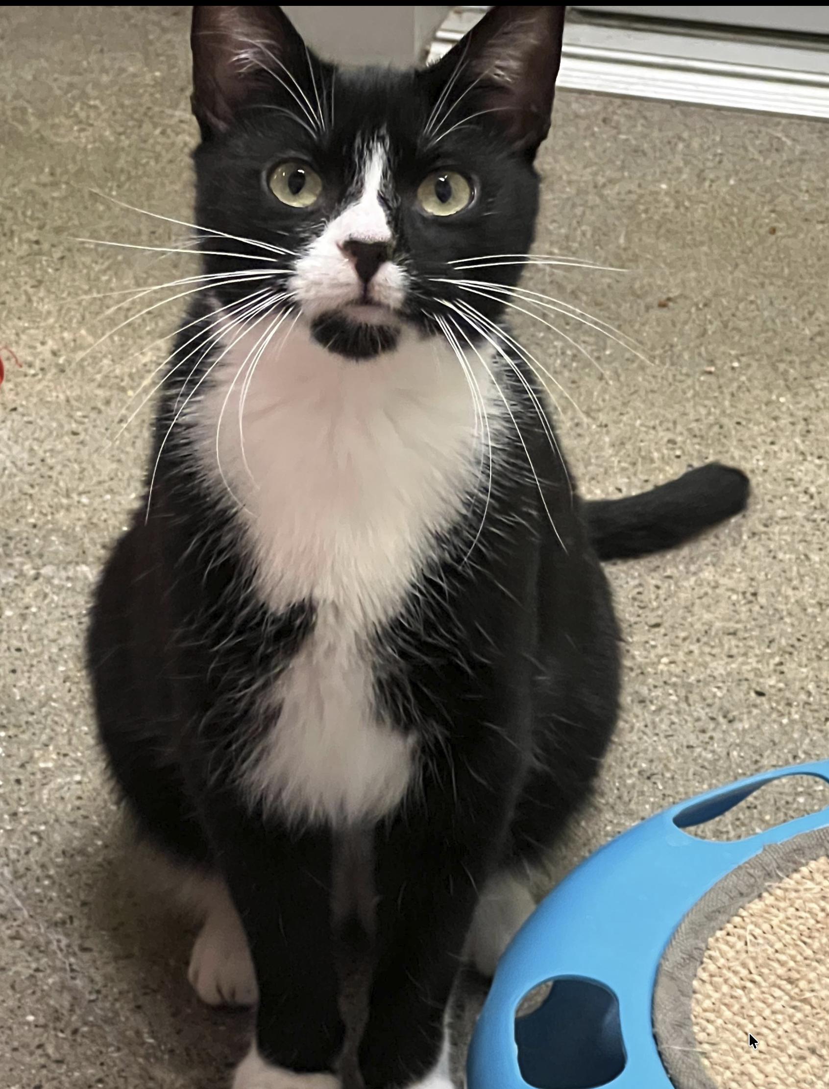 Bunny, ADOPTABLE, Young Female Domestic Short Hair.