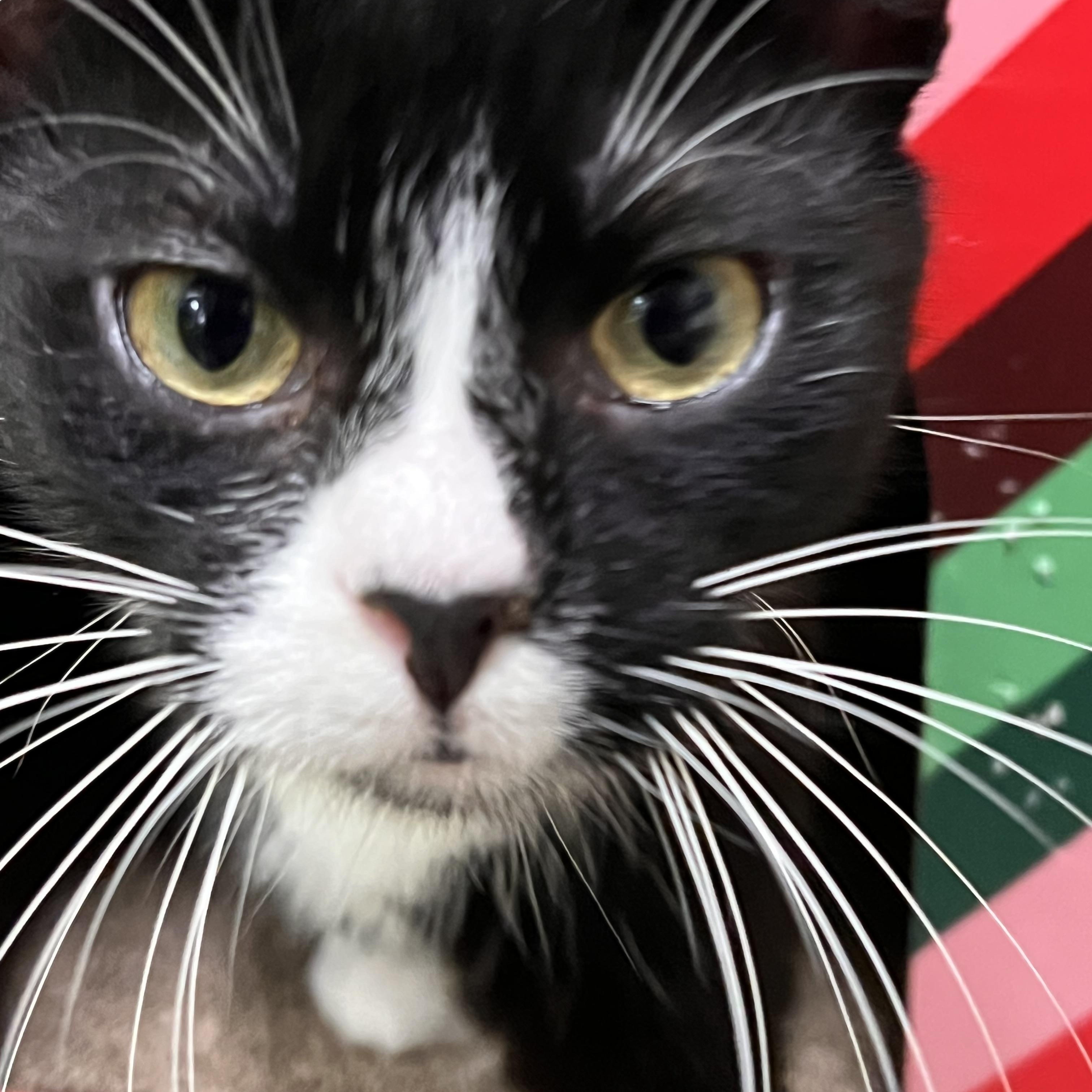 Bunny, a ADOPTABLE Domestic Short Hair in Orange, CA image 4/6