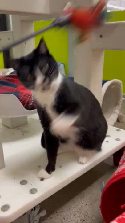 Enlarge Bunny, a ADOPTABLE Domestic Short Hair in Orange, CA video 3/6
