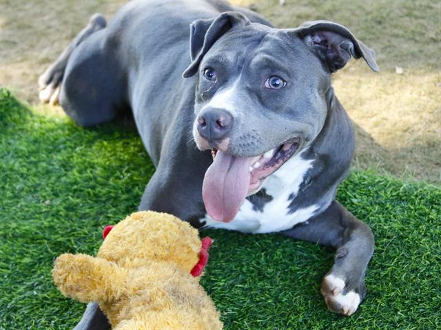 PEARL, Adoptable, Young Female American Staffordshire Terrier & Mixed Breed.