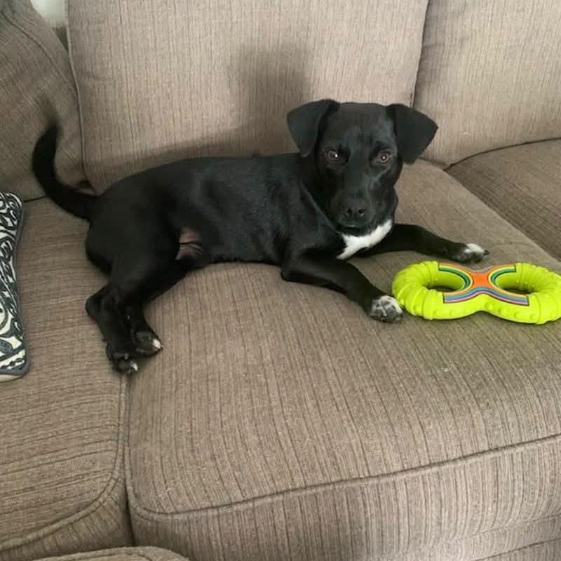 Cory, Adoptable, Puppy Male Dachshund & Mixed Breed.