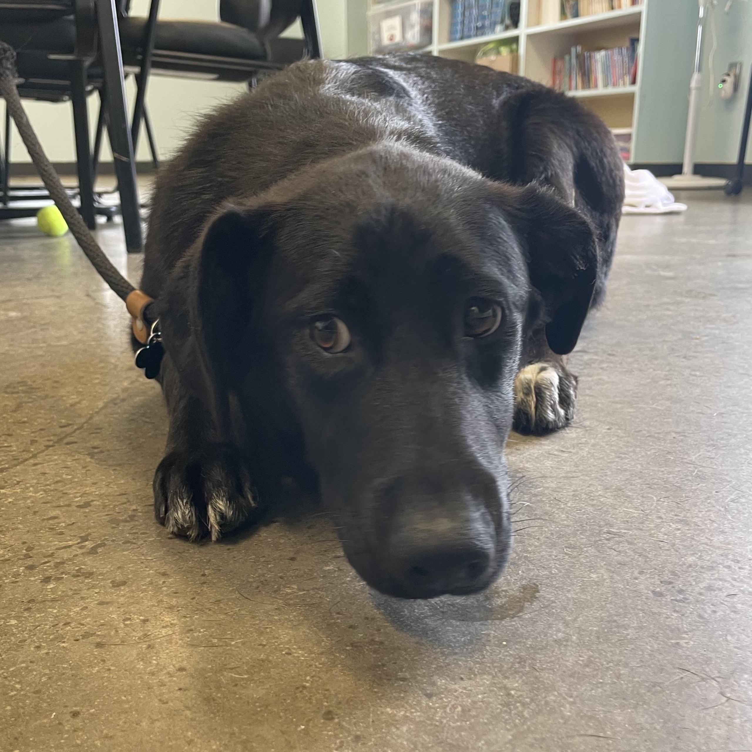 Enlarge Molly, an adopted mixed breed in Mishawaka, IN image 5/5