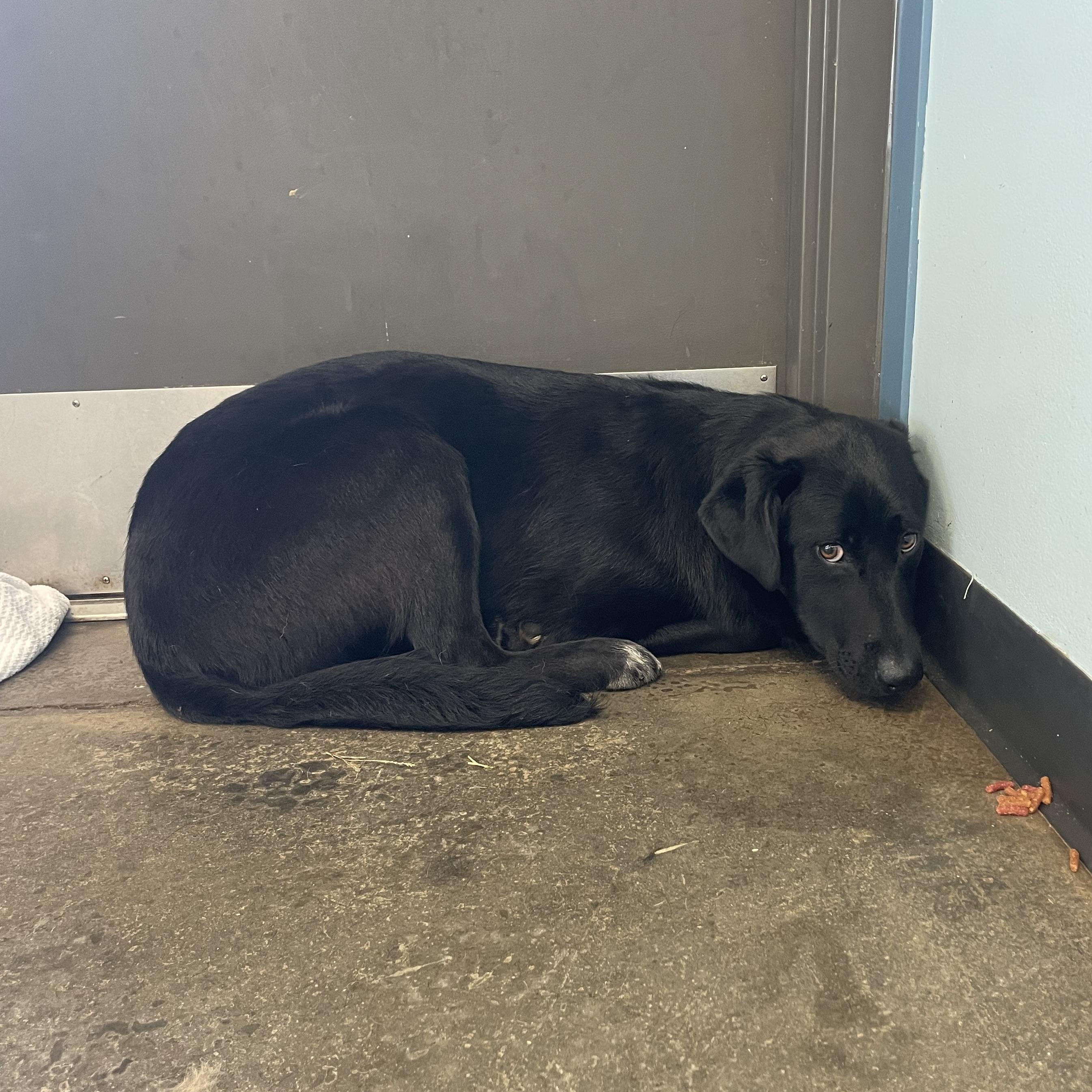 Enlarge Molly, an adopted mixed breed in Mishawaka, IN image 2/5