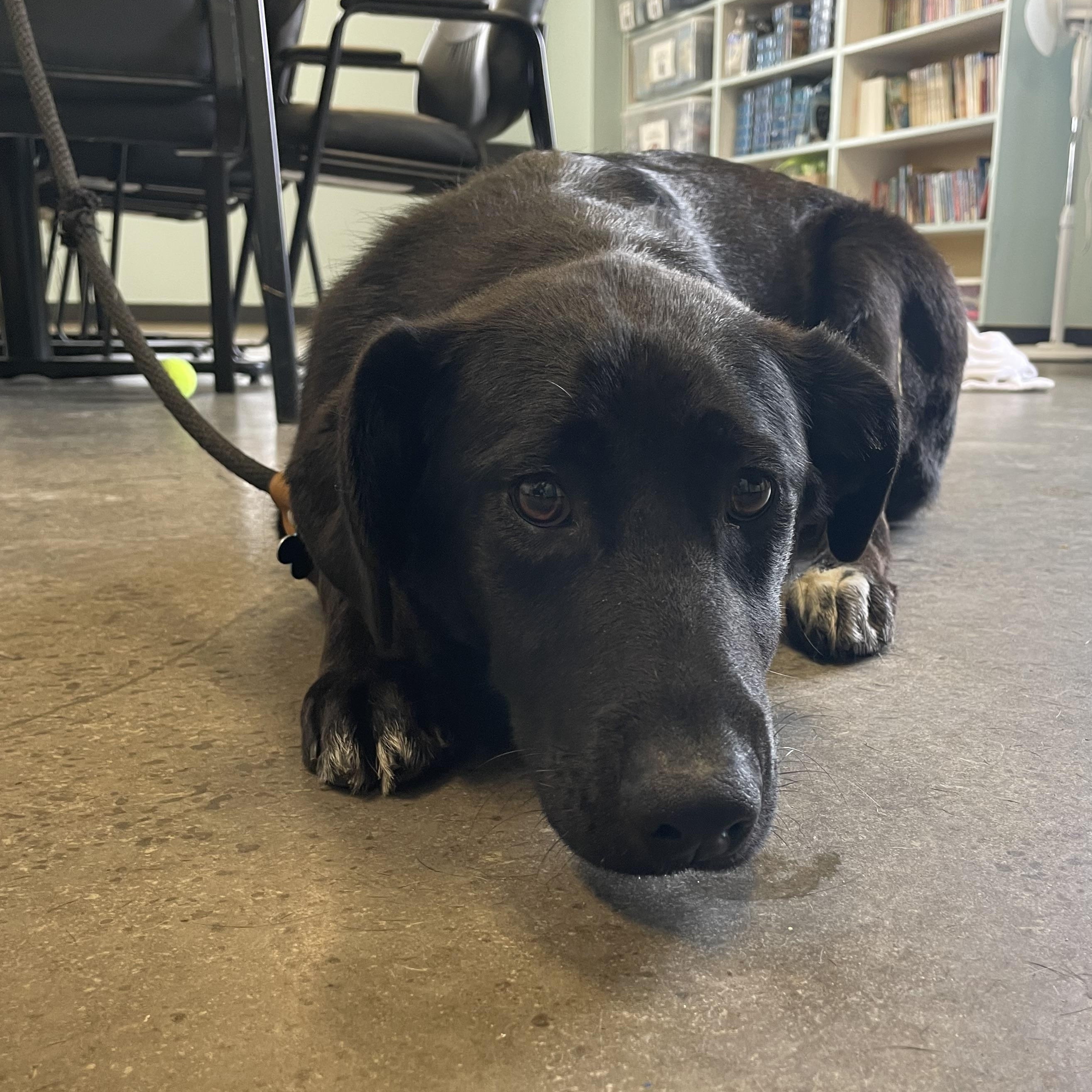 Enlarge Molly, an adopted mixed breed in Mishawaka, IN image 4/5