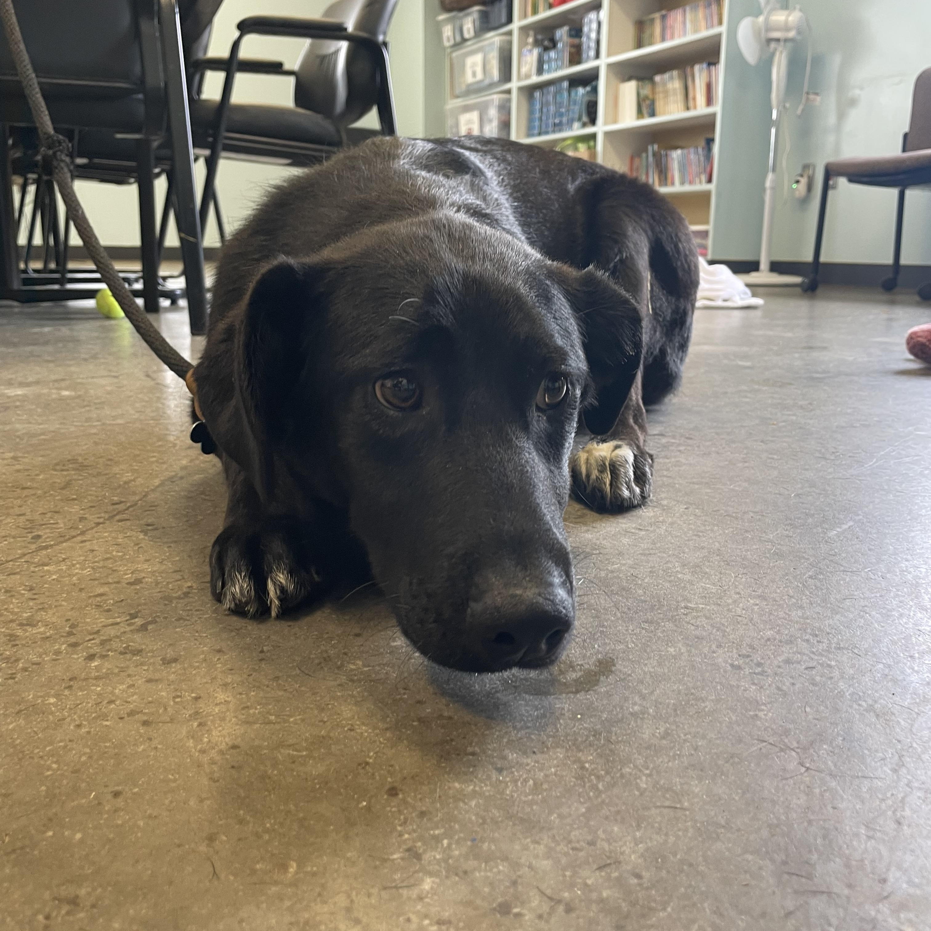 Enlarge Molly, an adopted mixed breed in Mishawaka, IN image 3/5