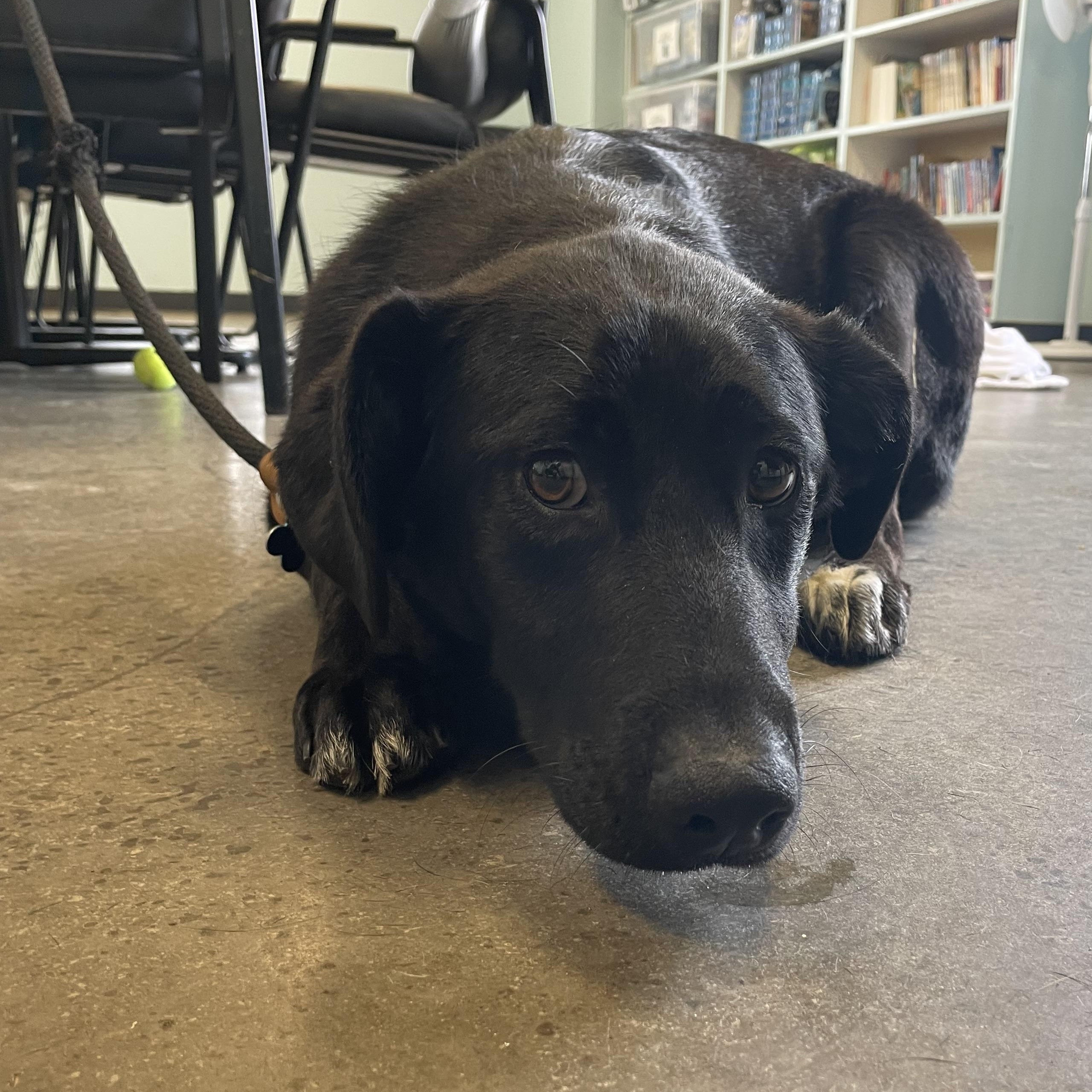 Molly, adopted, Young Female Black Labrador Retriever & German Shepherd Dog.