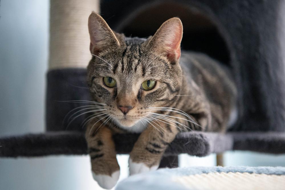 Boots, Adoptable, Young Male Domestic Short Hair & Tabby.