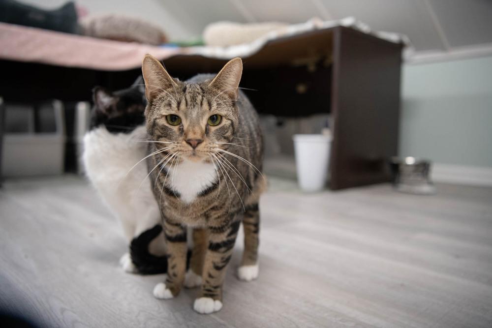 Enlarge Boots, a Adoptable mixed breed in Harpers Ferry, WV image 2/6