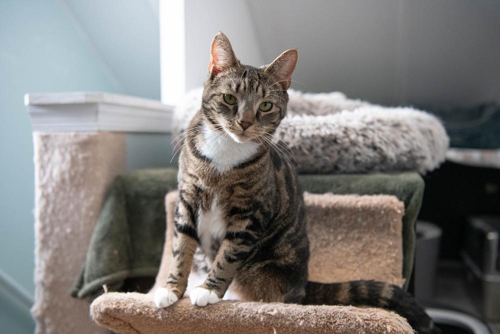 Enlarge Boots, a Adoptable mixed breed in Harpers Ferry, WV image 3/6