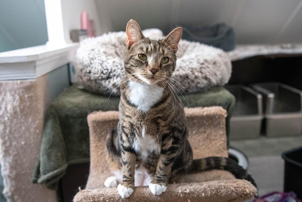 Enlarge Boots, a Adoptable mixed breed in Harpers Ferry, WV image 4/6