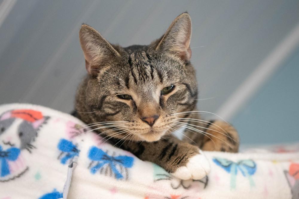 Enlarge Boots, a Adoptable mixed breed in Harpers Ferry, WV image 5/6