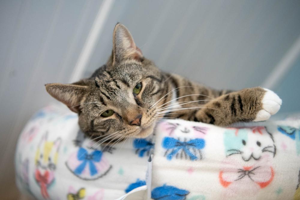 Enlarge Boots, a Adoptable mixed breed in Harpers Ferry, WV image 6/6