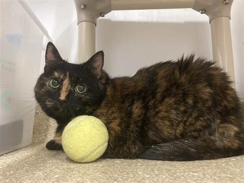 Enlarge Hootie, a Adoptable Domestic Short Hair in Prince Frederick, MD image 2/2