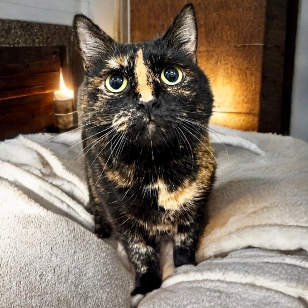 Hootie, Adoptable, Senior Female Domestic Short Hair.