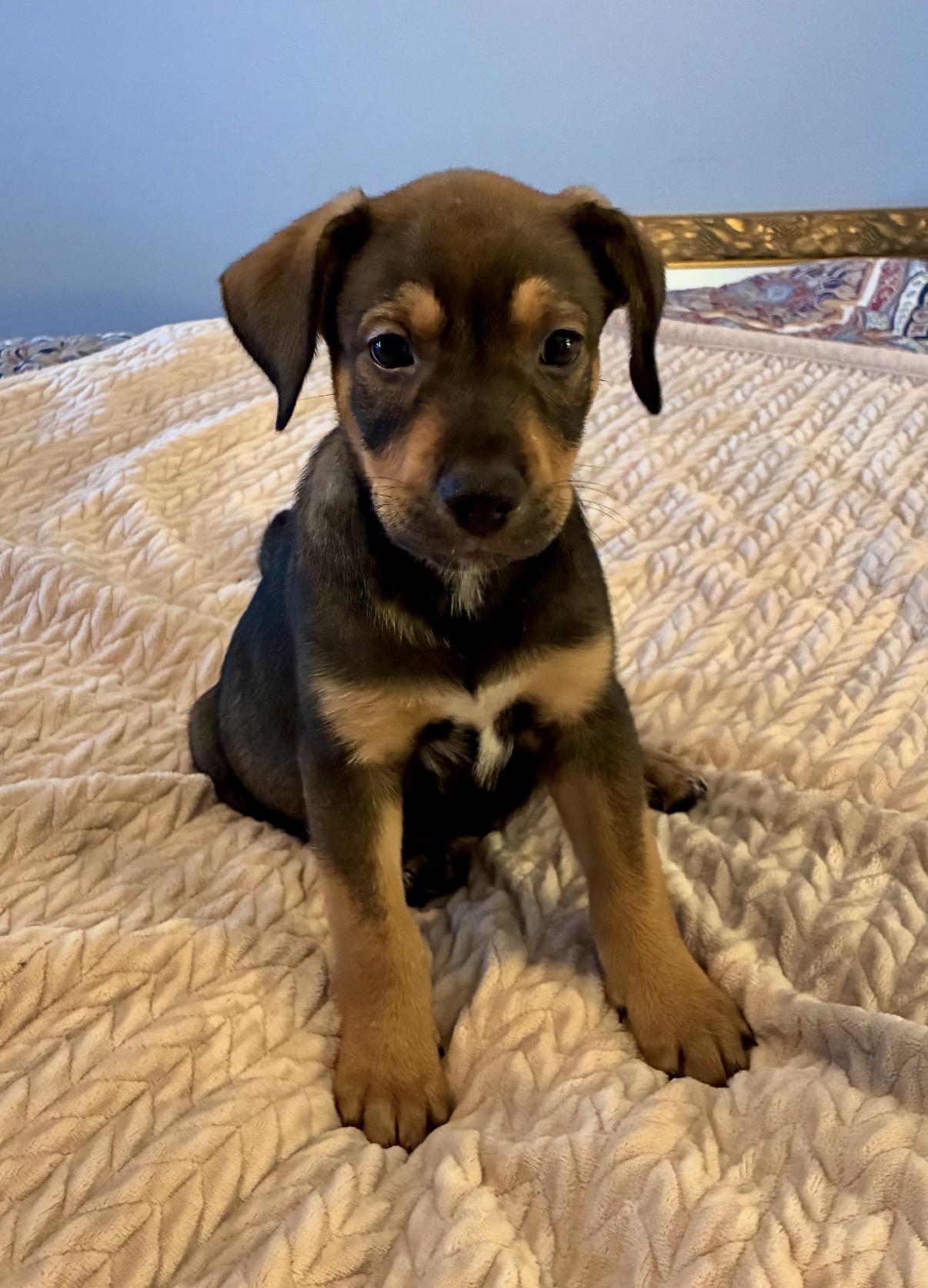 Ranger, Adopted, Puppy Male Rottweiler & Doberman Pinscher.