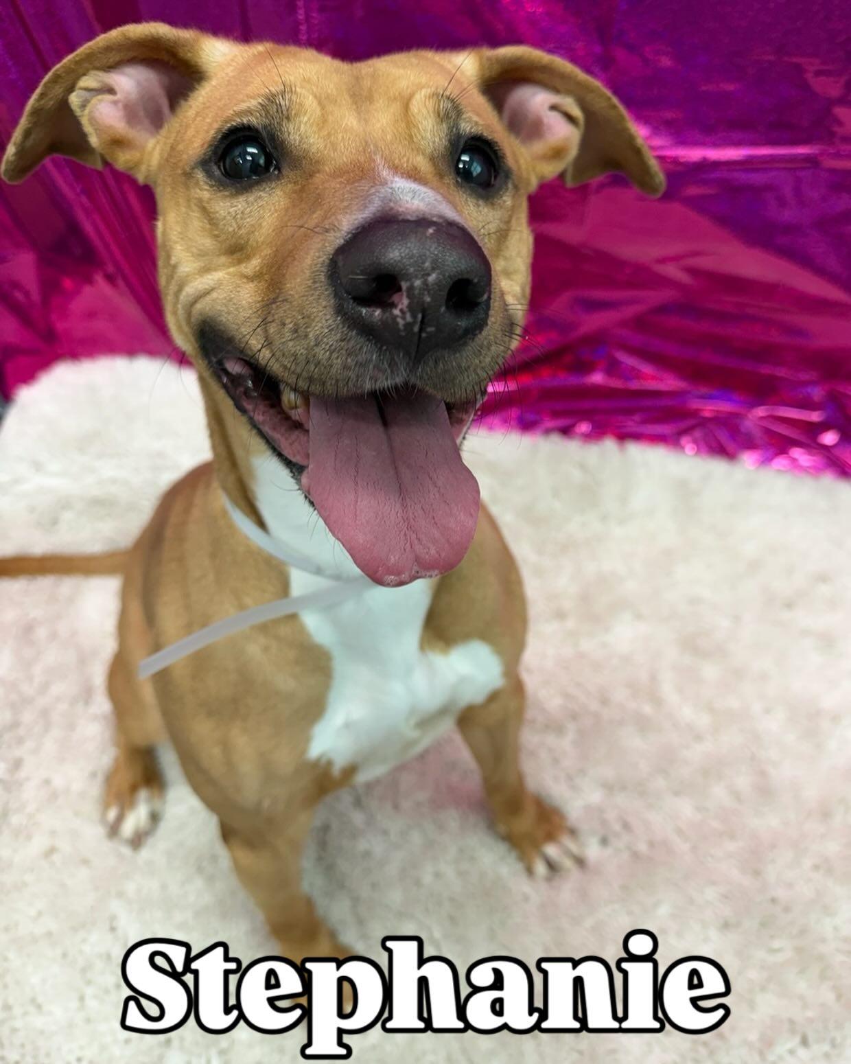 Enlarge Stephanie Tag 444, an adopted mixed breed in Central Islip, NY image 1/1