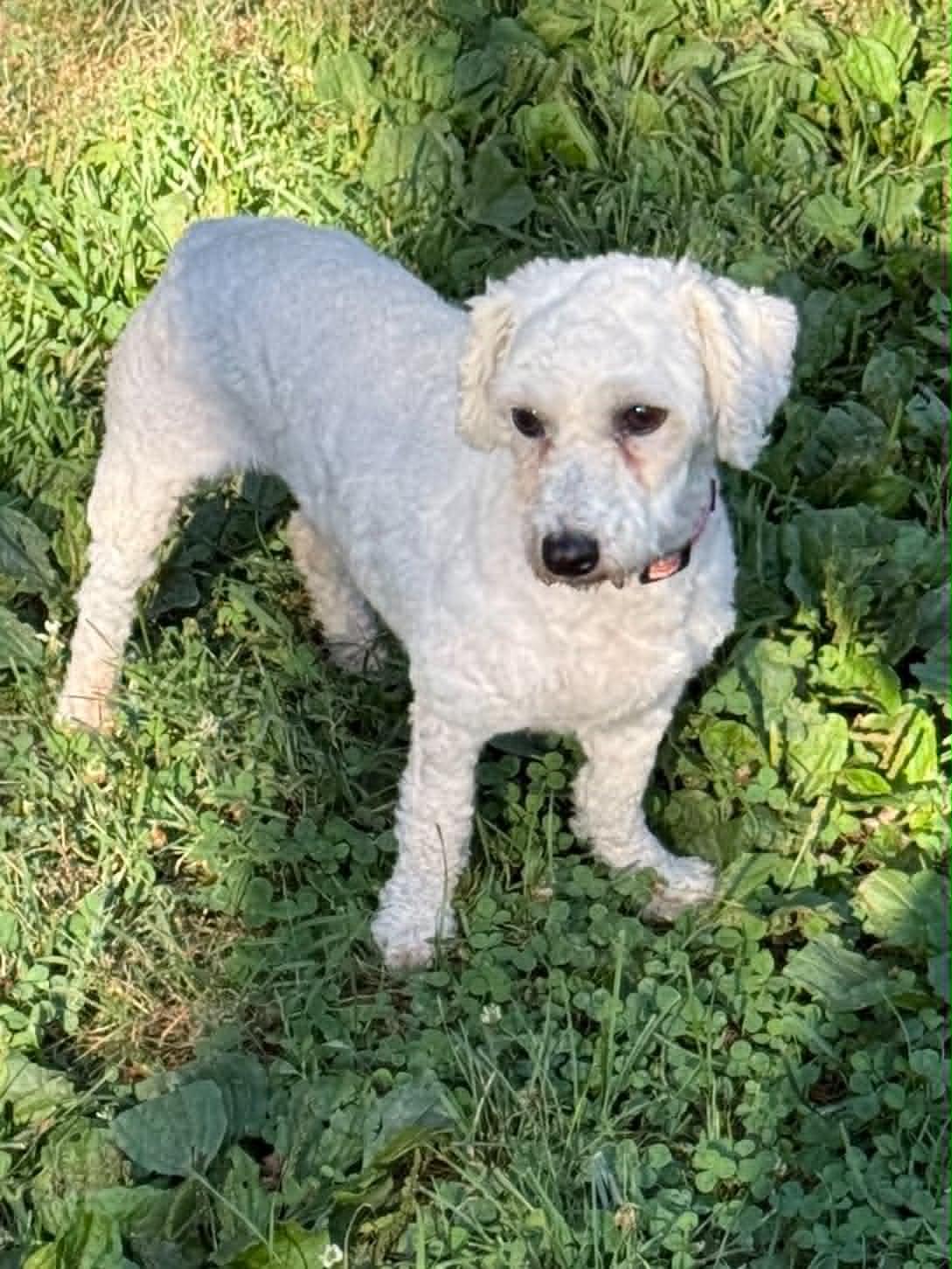 Enlarge Sugar, a Adoptable mixed breed in Havertown, PA image 2/5