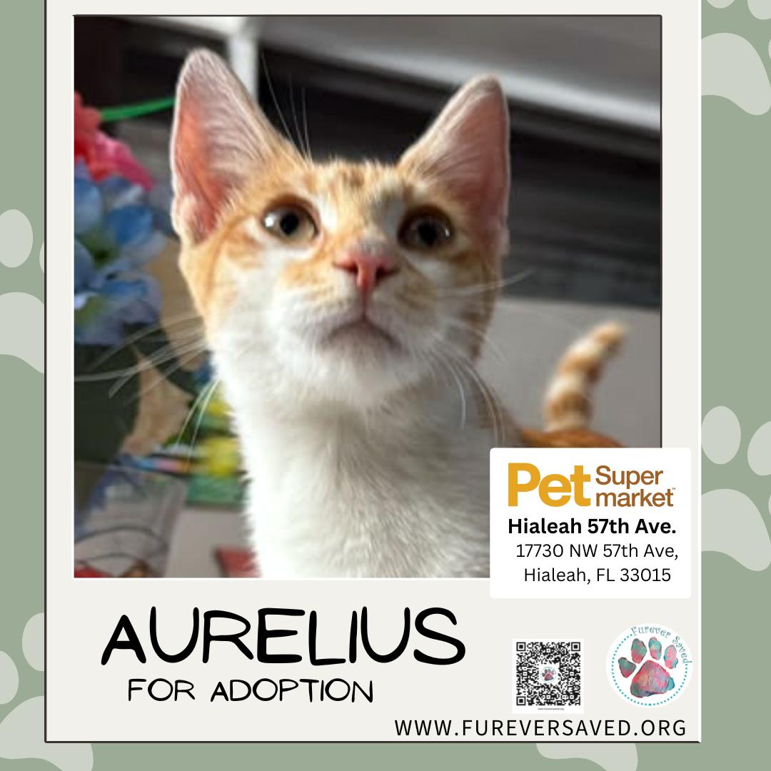 Enlarge Aurelius, a Adoptable Domestic Short Hair in Miami, FL image 5/5
