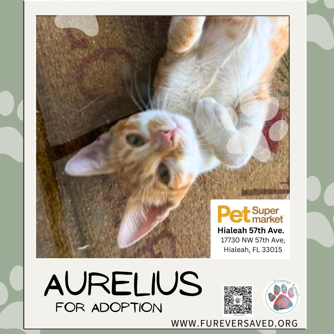 Enlarge Aurelius, a Adoptable Domestic Short Hair in Miami, FL image 4/5