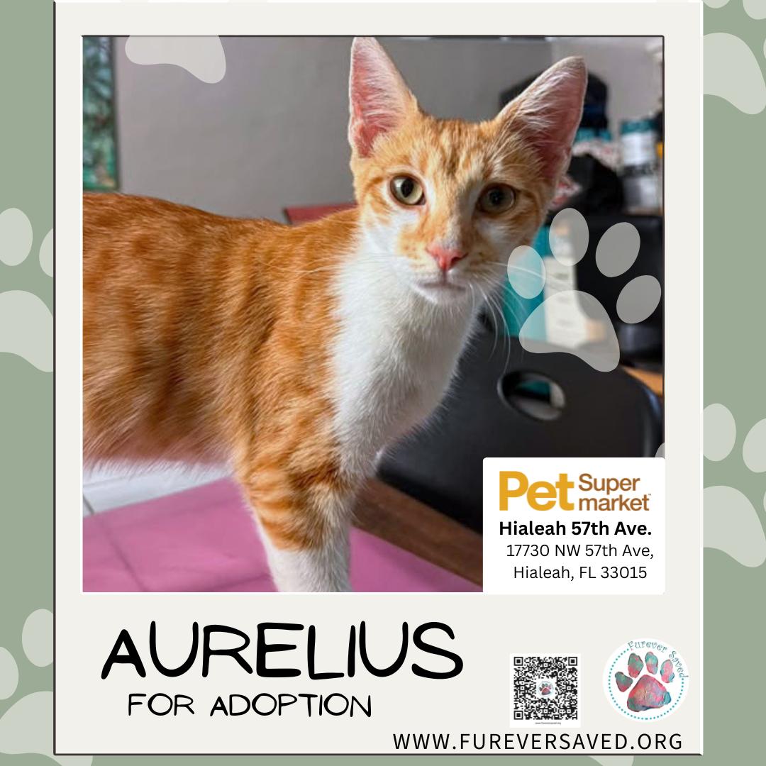 Enlarge Aurelius, a Adoptable Domestic Short Hair in Miami, FL image 3/5